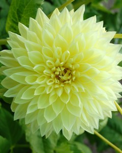 Dahlia Kelvin Floodlight7